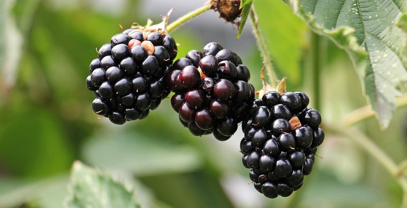 Edible Plants for Vertical Gardens